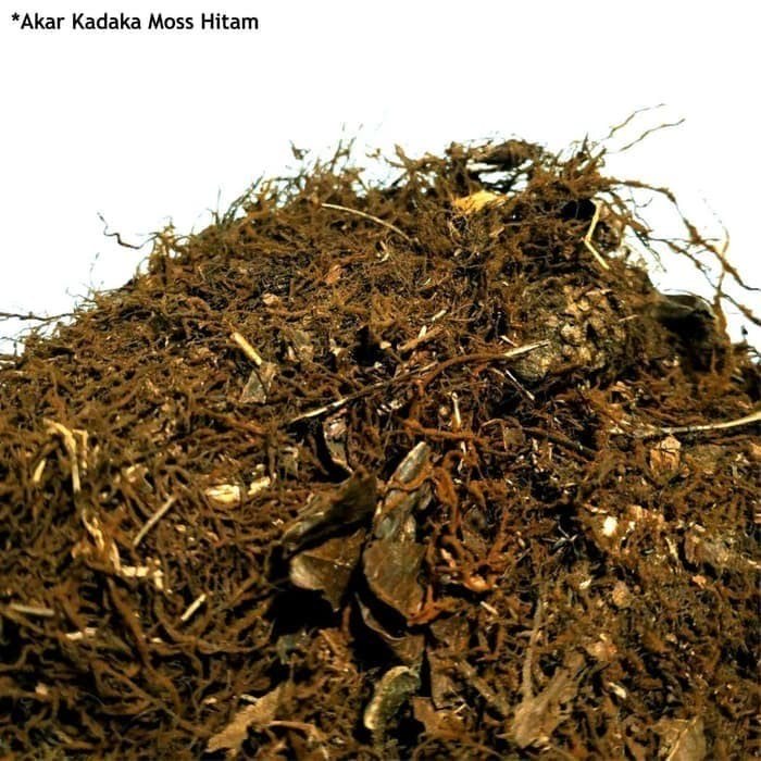 Media Tanam Moss Hitam Akar Kadaka 300gram