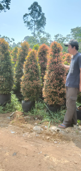 Jual pohon Pucuk merah /