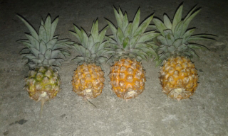 jual nanas madu pemalang