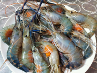 melayani penjualan udang segar partai kecil dan besar