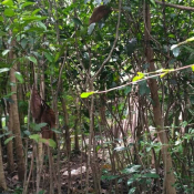 jual pohon tanjung 
