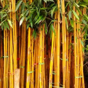 jual pohon bambu kuning