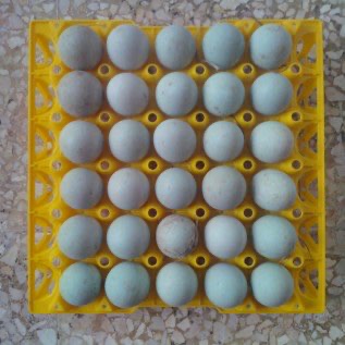 Jual Telur Bebek Segar Super Red Berkualitas