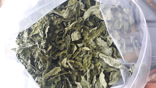 daun katuk kering