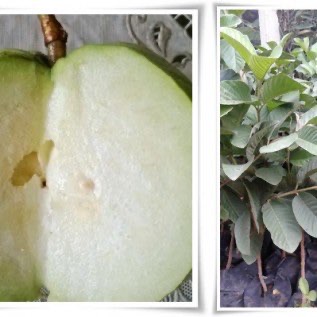 bibit jambu kristal kualitas super buah yang manis biji sedikit