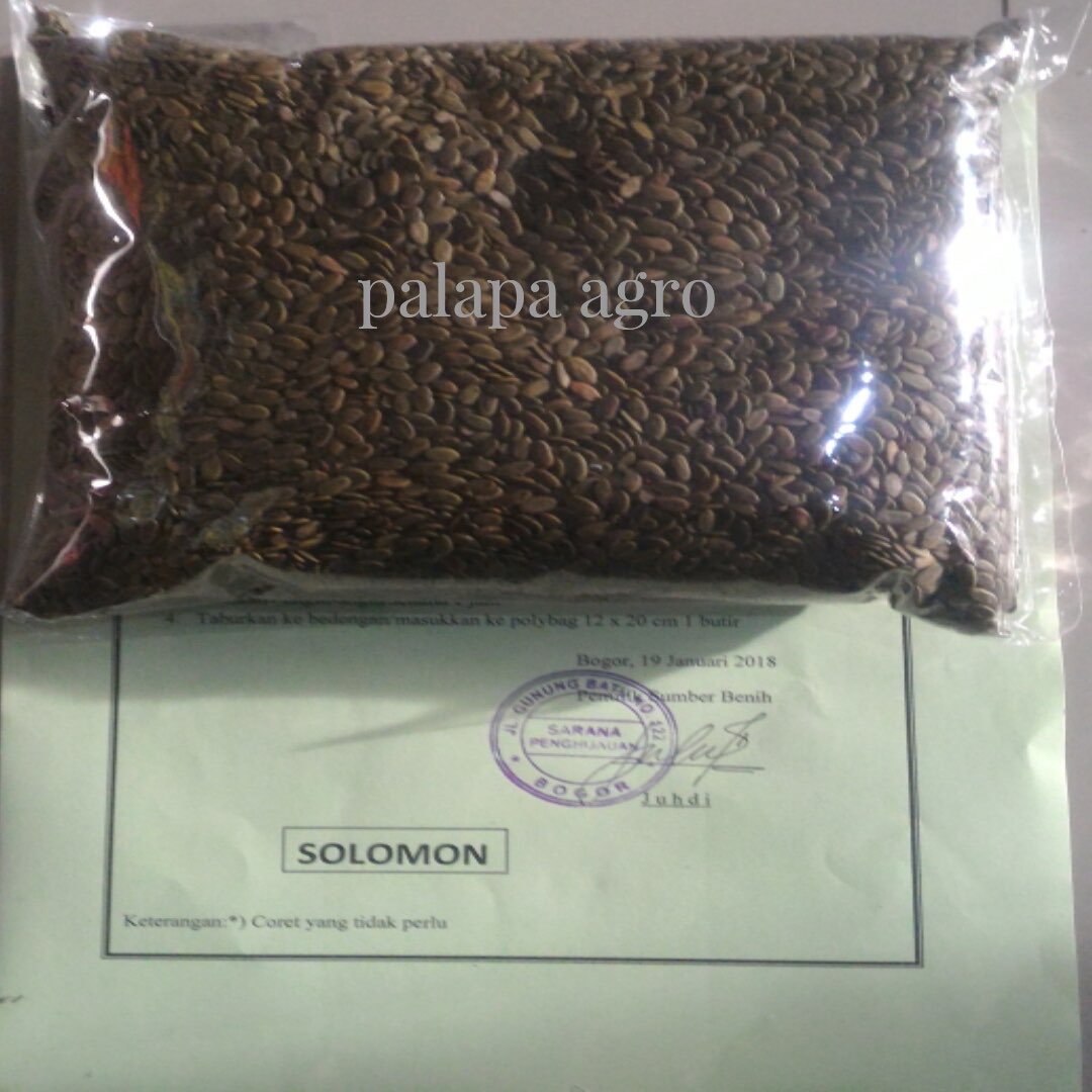 Benih Bibit Sengon Solomon