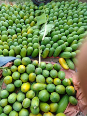pepaya california
