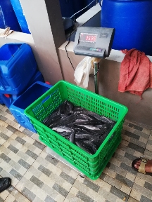 Lele Segar Premium