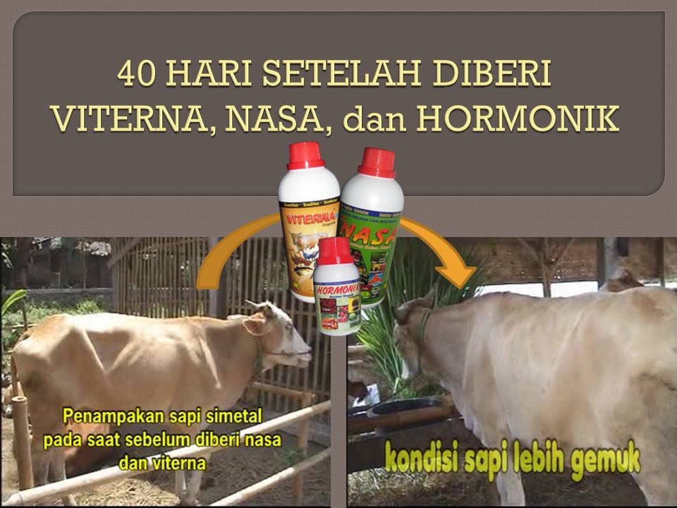 Paket penggemukan ternak sapi, kambing, unggas dan ikan Viterna Nasa Hormonik