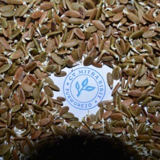 Biji Albasia/Sengon kualitas unggul dengan harga super murah siap jual