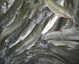 jual ikan lele konsumsi