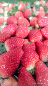 Strawberry jenis California