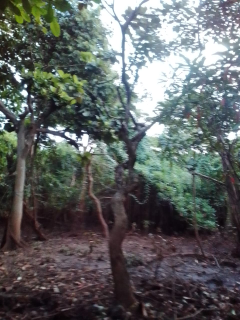 jual pohon sakura dll.