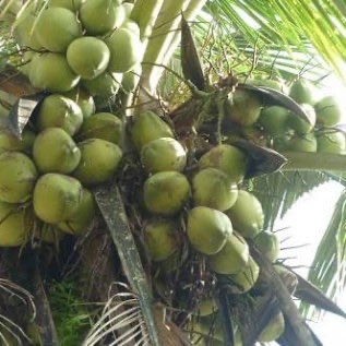 Jual kebun kelapa 