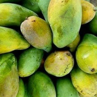 Buah Mangga Harum Manis 