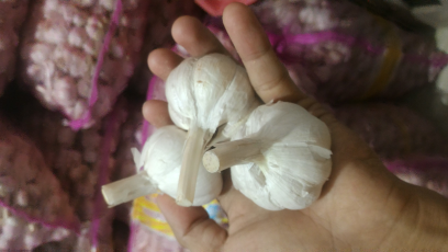 bawang putih kating