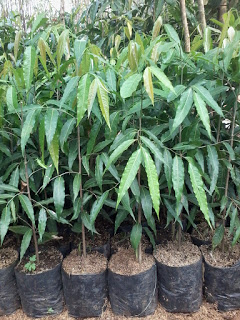 jual pohon glodokan tiang 