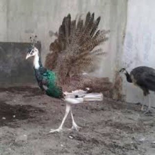 Jual Merak Blorok Dewasa