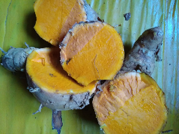 TEMULAWAK SEGAR