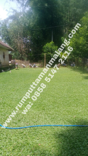 Jual Rumput Gajah Mini di Bondowoso Termurah