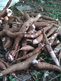 singkong / ketela