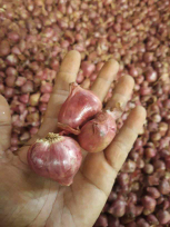 bwang merah kwalitas terbaik