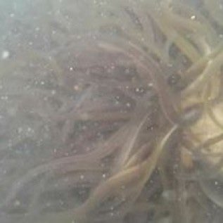 Jual benih sidat glass eel marmorata