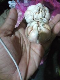 bawang putih banci