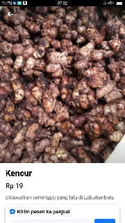 kencur