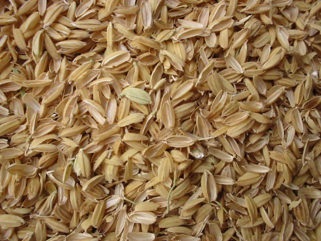 sekam padi 