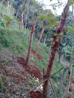 jual pohon kelapa sayur.kelapa ijo.kelapa gading.kelapa kuning 