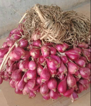 Bawang Merah Brebes