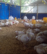 ayam broiler