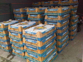 Jual DOC Ayam Wonokoyo Pasuruan
