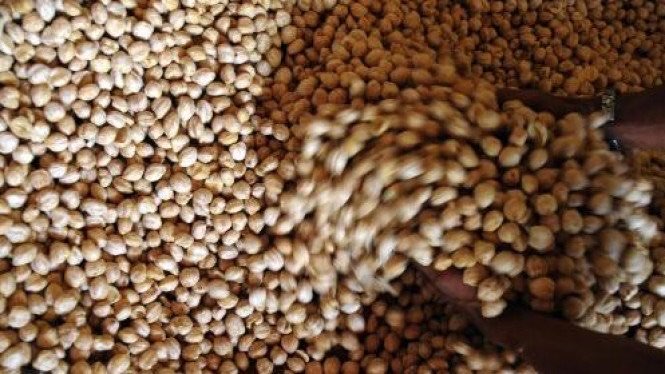 Kemiri Bulat Lokal 15 Kg Kualitas Super