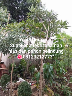jual pohon tabebuya kuning 08.12.92.12.77.31