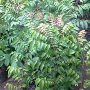 Bibit Belimbing Madu (star fruit)