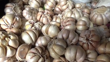 bawang putih jawa