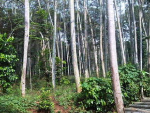 Kami menawarkan Pohon /Kayu sengon untuk kebutuhan bisnis atau untuk suplay kepada penjual eceran (toko material) siap continue