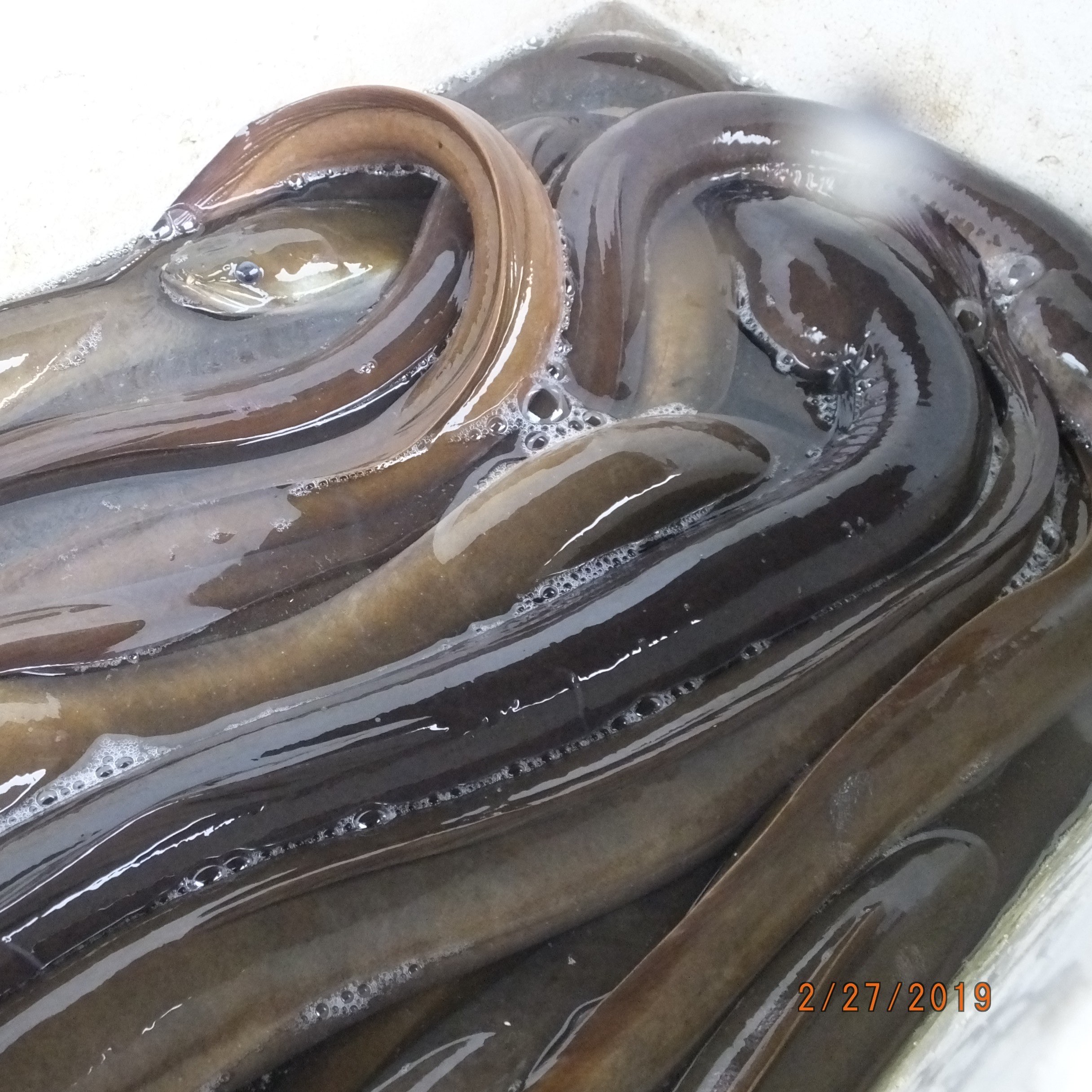 Jual Ikan Sidat Konsumsi Ukuran 2 - 4 Ekor/Kg Murah Cilacap