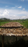 Penjual Kopra Kering dan Batok Kelapa