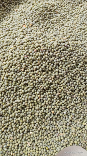 Kacang Hijau Butek/ Lokal