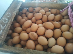 telur
