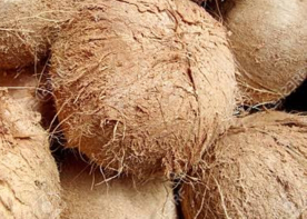 Kelapa Kualitas Bagus