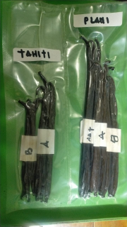 Vanilla Beans / Biji Vanilla / Vanila / Vanili Planifolia Tahiti