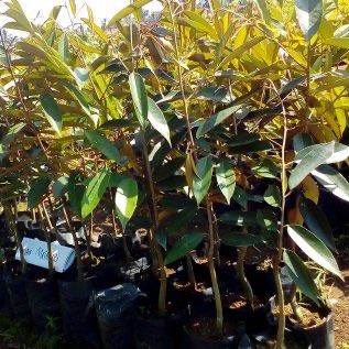 Bibit Durian Matahari Berlokasi Di Jawa Tengah