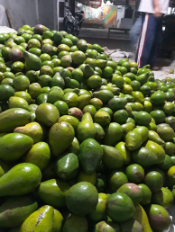 Kami menjual buah avokat