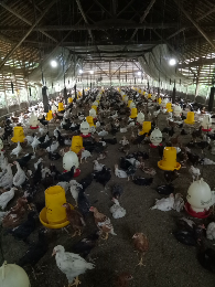 Supplier Ayam Kampung dan Pejantan