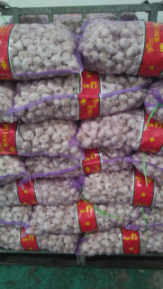 bawang putih kating
