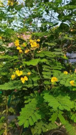 jual pohon kembang merak 